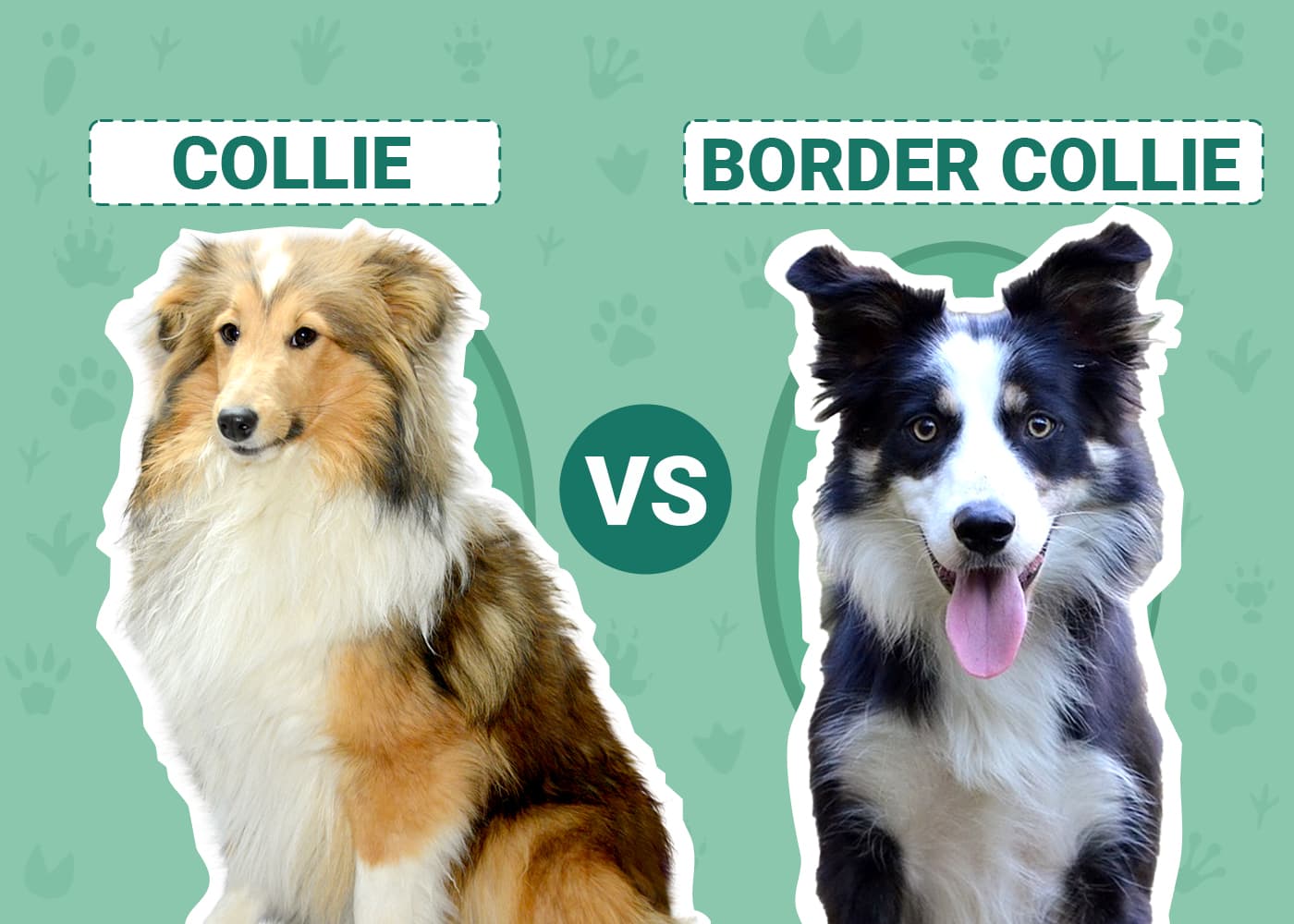 Collie vs Border Collie