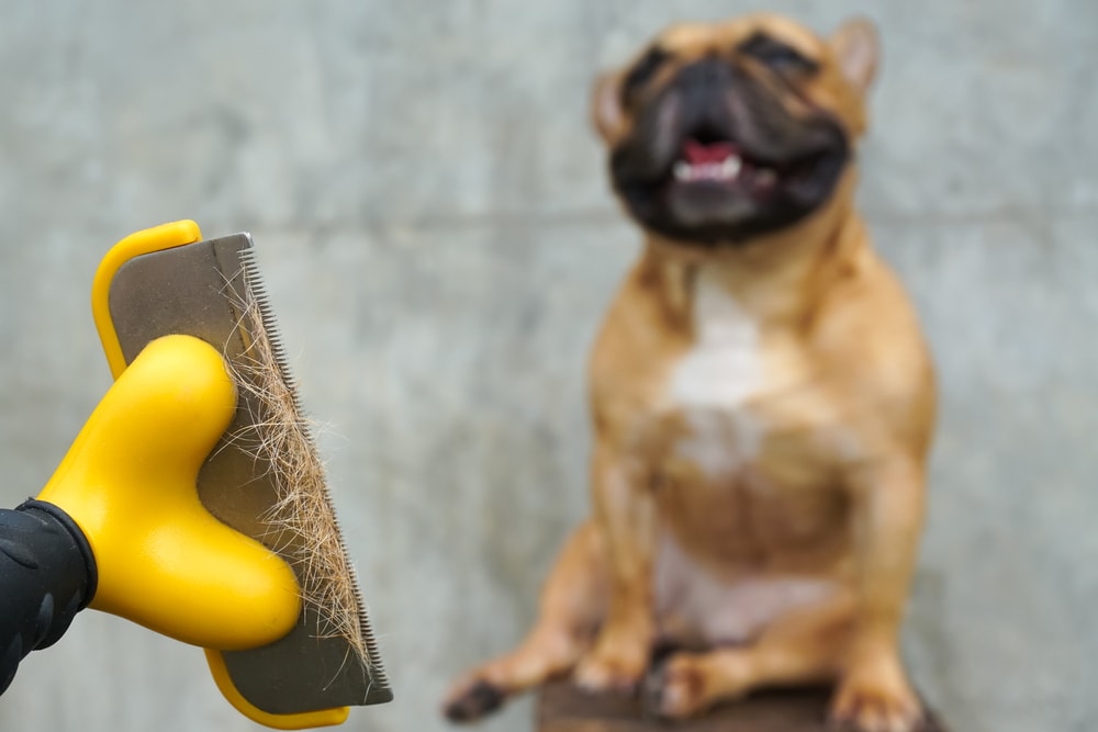 combing the dog fur with brush fawn french bulldog