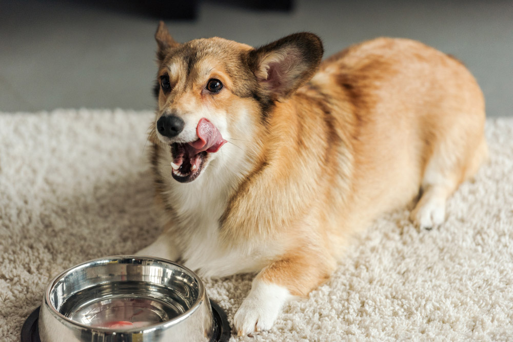 corgi dog drinking water on the carpet