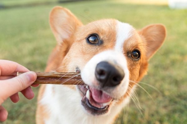 corgi dog eating a treat