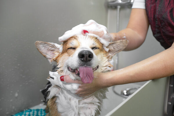 Corgi getting a bath