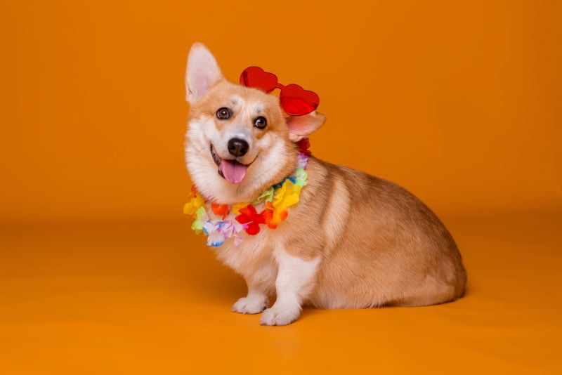 corgi dog in sunglasses and hawaiian beads