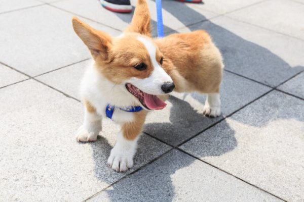 corgi dog in the park