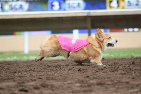 corgi dog races at canterbury