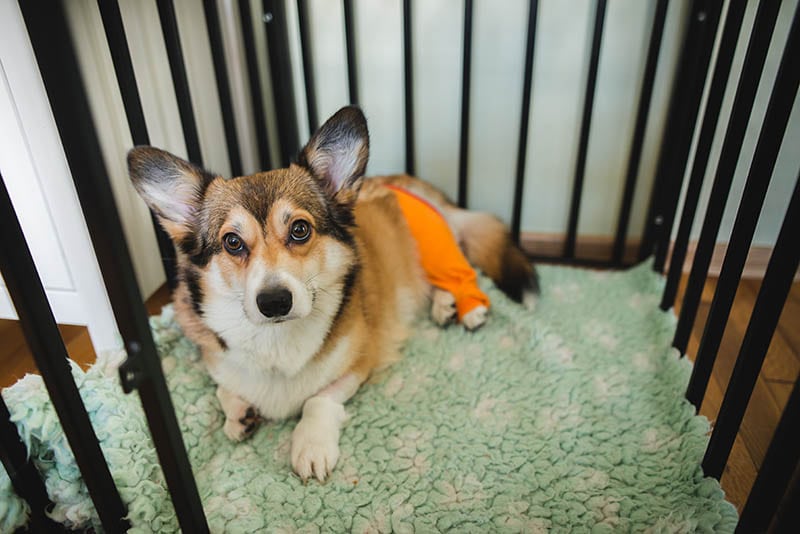 corgi dog resting in a dog crate after surgery