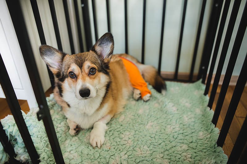 corgi dog resting in a dog crate after surgery