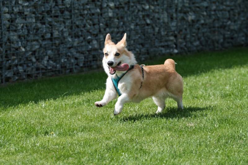 Corgi running on the grass