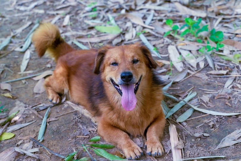 corgi golden retriever mix breed