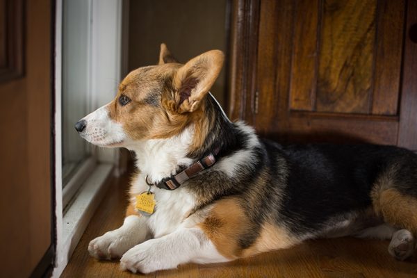corgi looking at the door waiting
