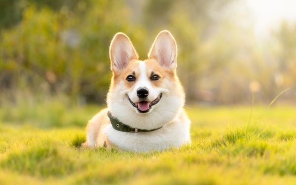 corgi lying on the grass