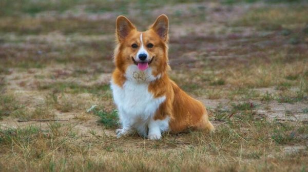 corgi sitting on the field