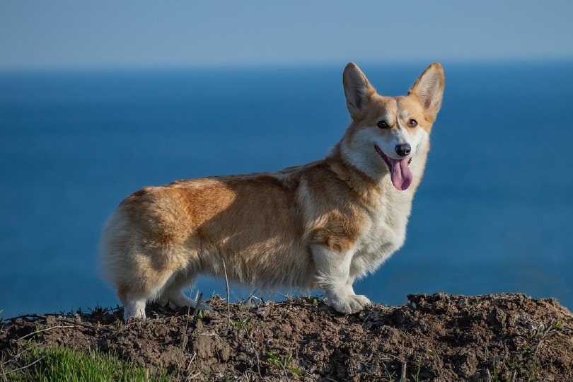 corgi standing by the beach
