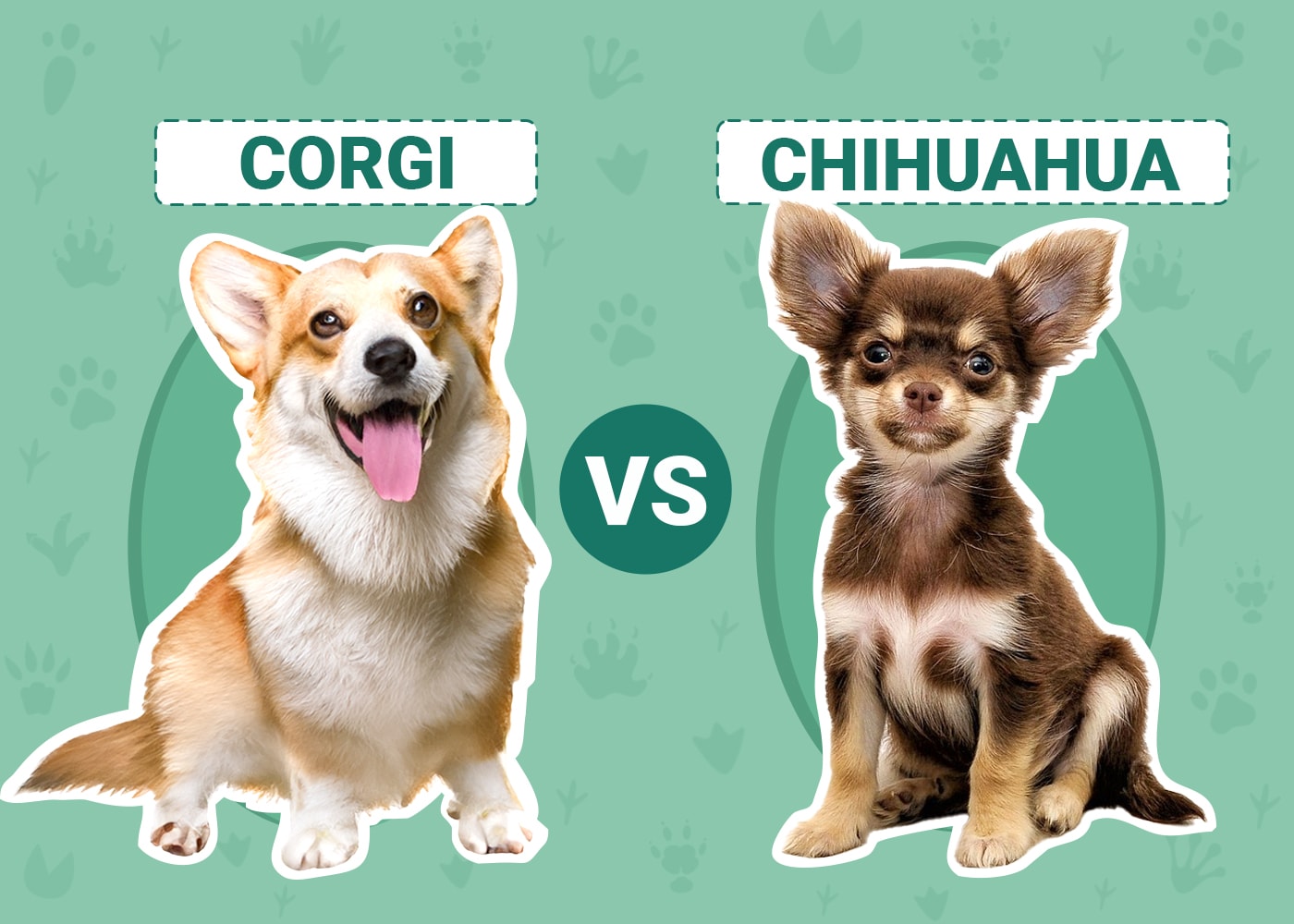 Corgi vs Chihuahua