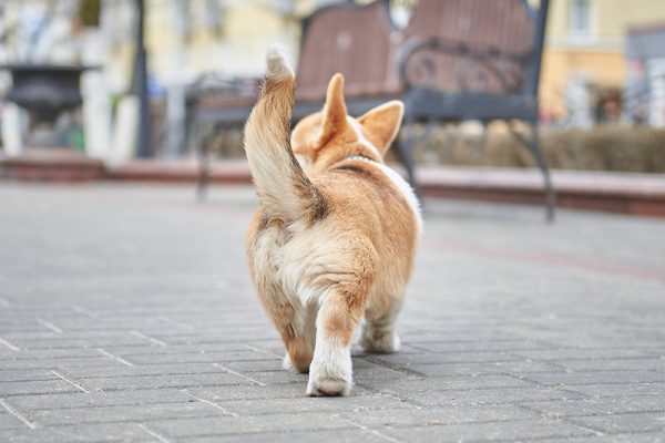 corgi wagging its tail