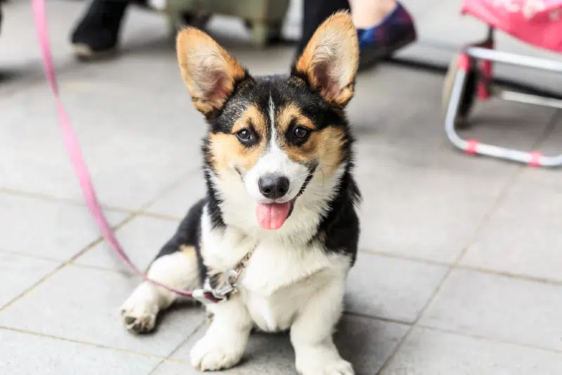 corgi with black, tan, and white fur