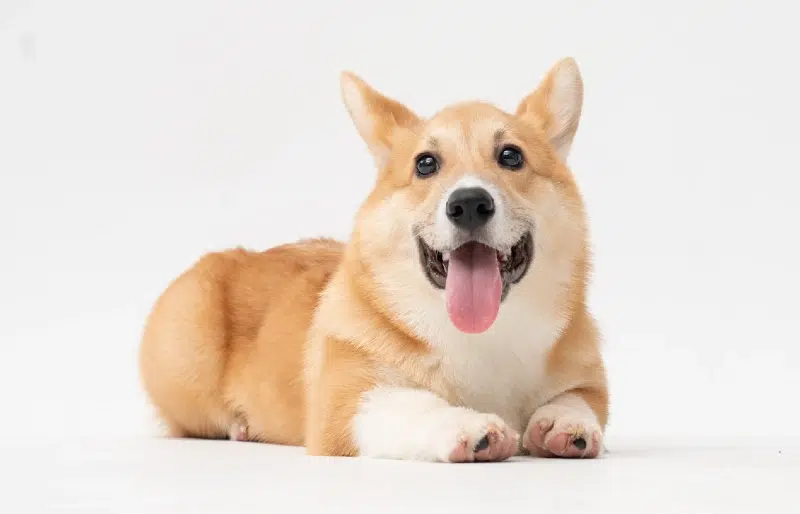 corgi with its tongue out