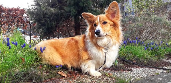 corgi with leash in the front yard