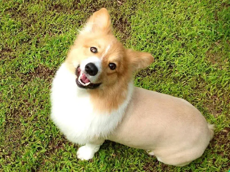 corgi with lion haircut trim