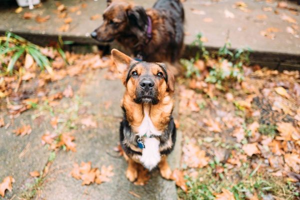 Corman Shepherd (German Shepherd x Corgi)