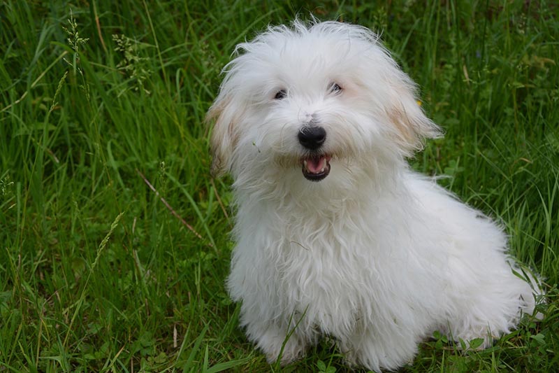 coton de tulear dog sitting on grass