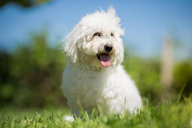 coton de tulear dog sitting outdoor