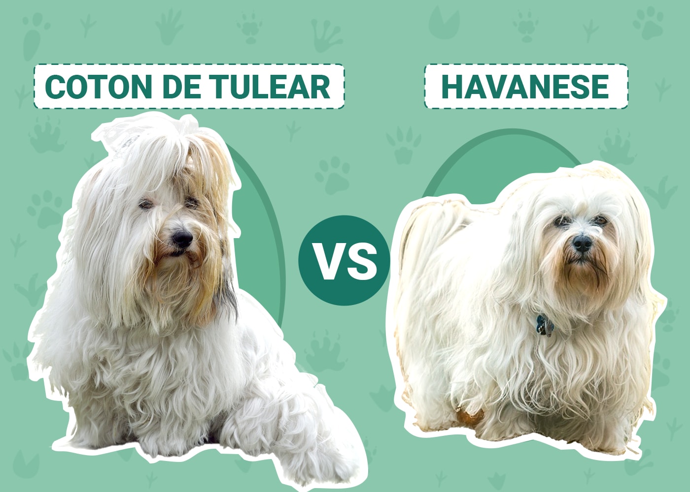 Coton De Tulear vs Havanese