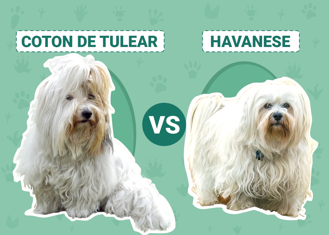Coton De Tulear vs Havanese The Differences (With Pictures) Dogster