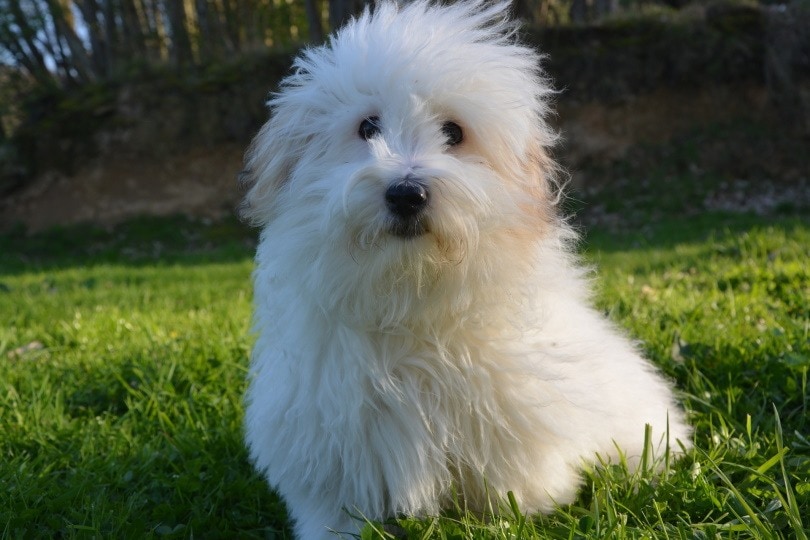 cotton de tulear