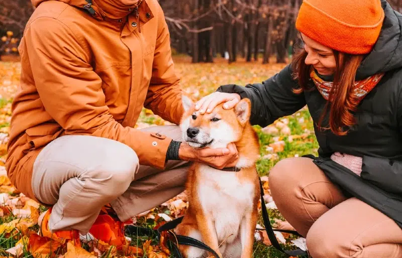 couple training their pet akita outdoors