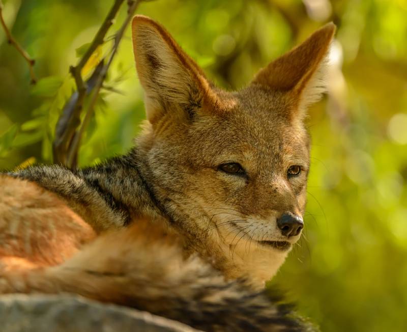 coyote dog portrait on a rock in zoo