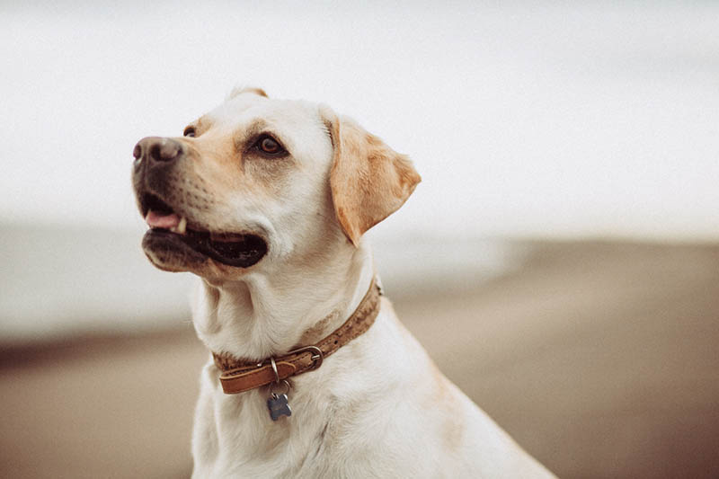 cream labrador up close