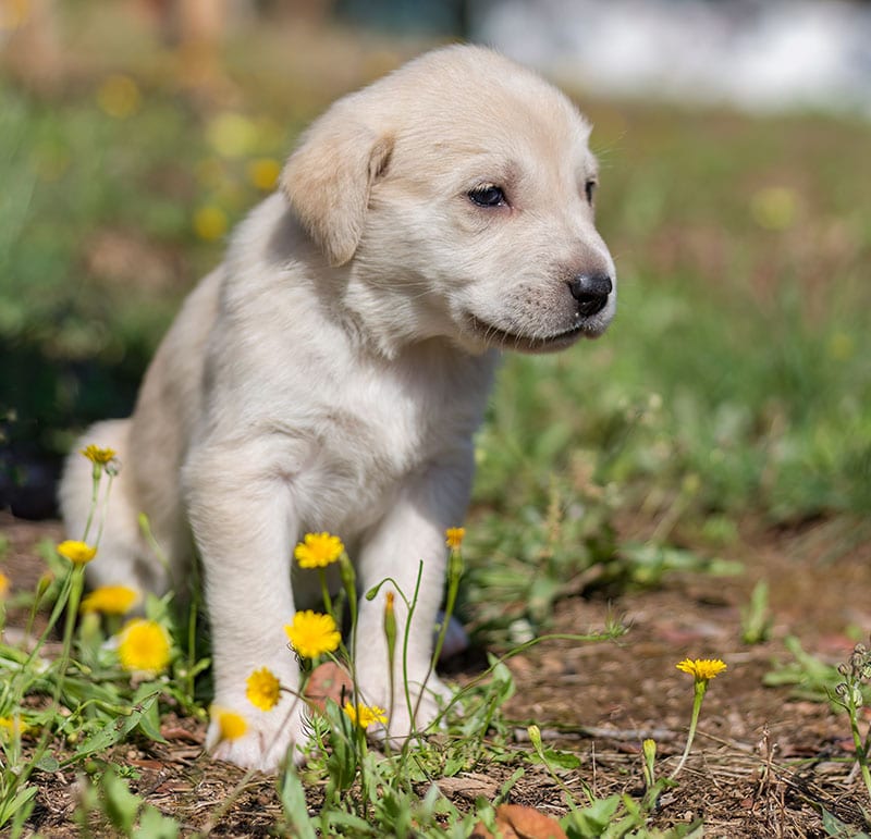 cream mastiff puppy sitting on the ground
