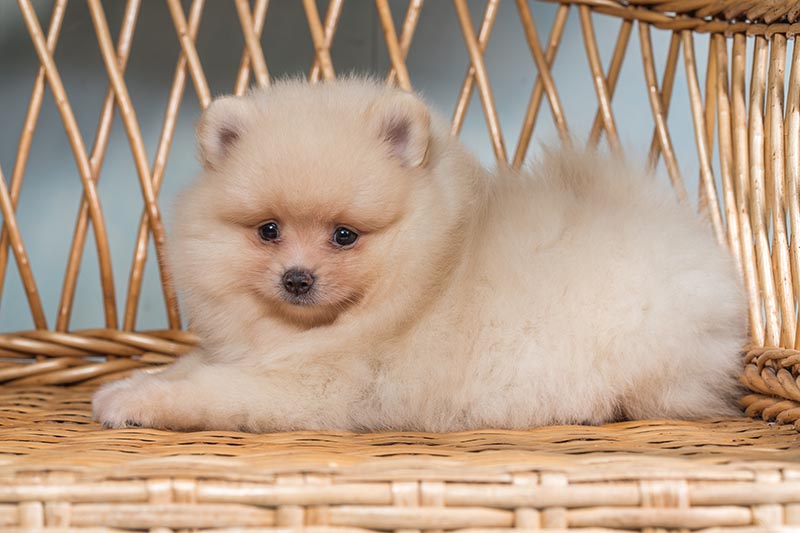 cream pomeranian spitz