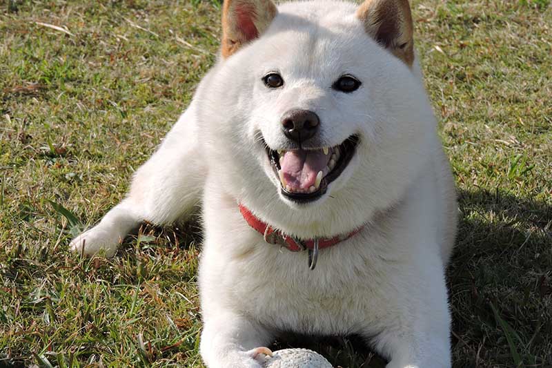 cream shiba dog