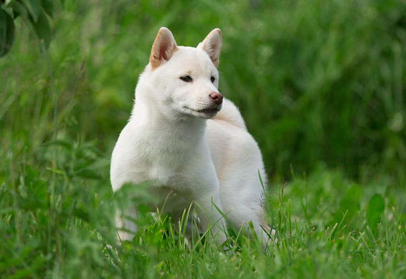 cream shiba inu playing on green bushes