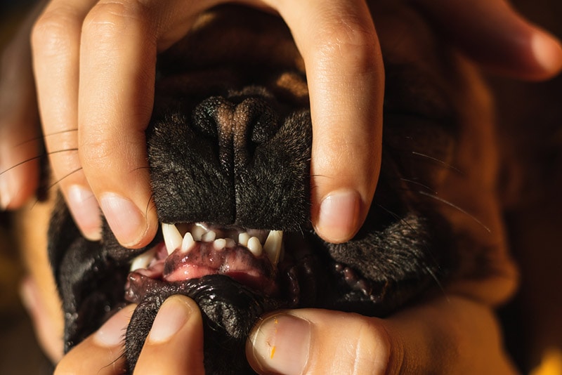 crooked teeth of a french bulldog puppy