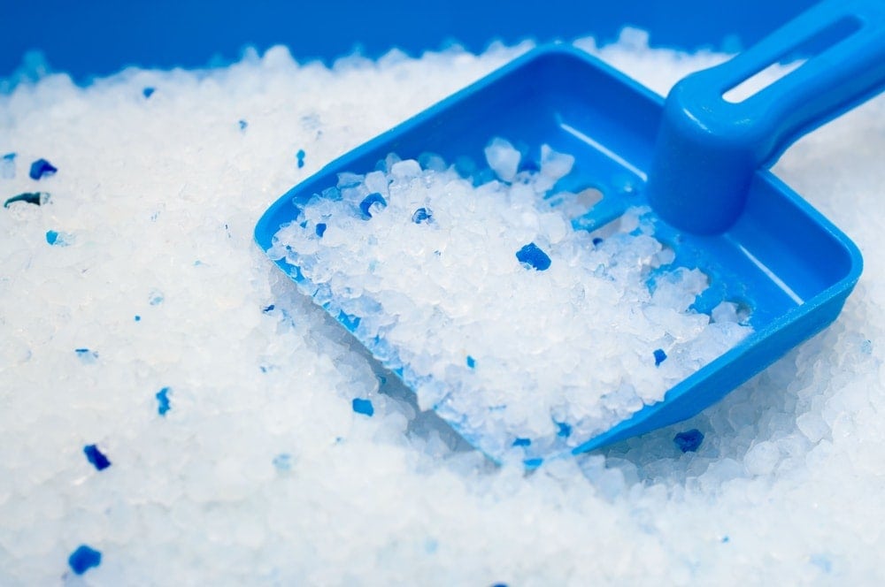 My Dog Ate Cat Litter Crystals Here Is What To Do Dogster