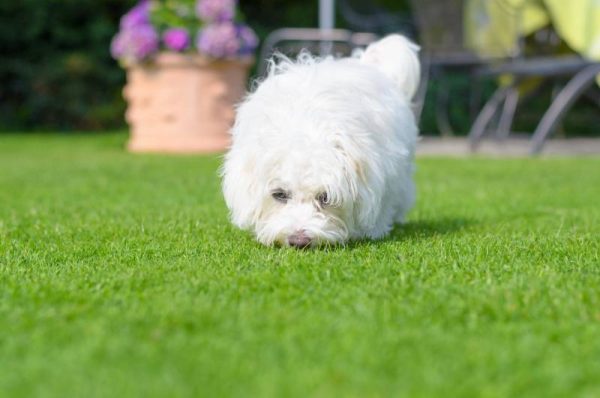 curious puppy sniffing on green grass