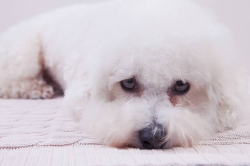 cute bichon frise dog lying on a knitted fabric