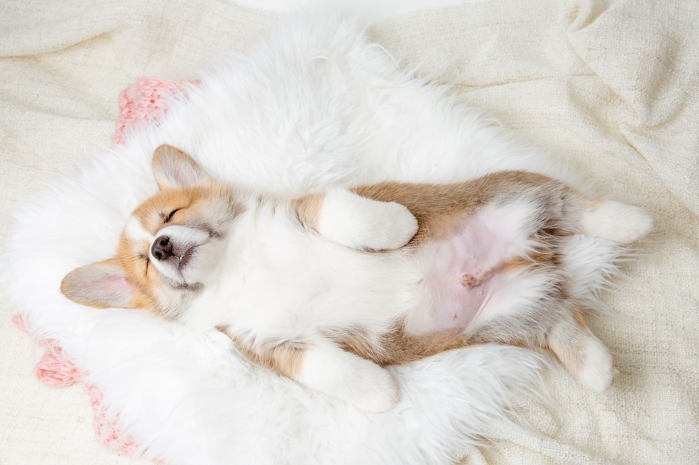 cute Pembroke Welsh Corgi puppy lying on a fur blanket on its back