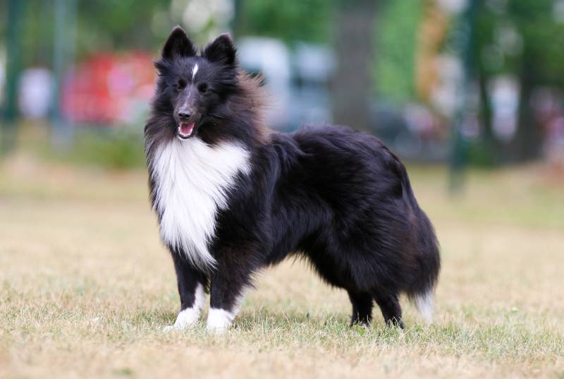 cute and smiling bi-black and white bicolor shetland sheepdog