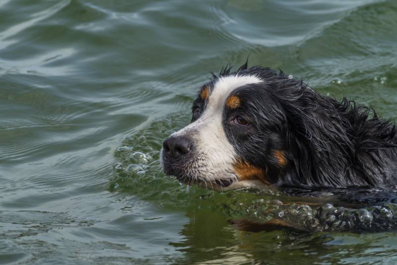 cute bernese mountain dog swimming in a lake
