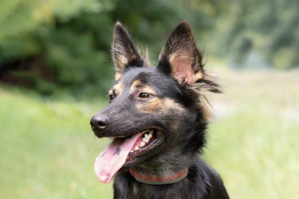 cute black dog with a spotted tongue