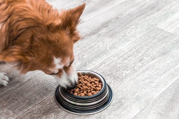 cute corgi dog eating dry dog food