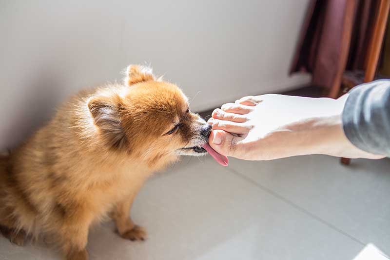 cute pomeranian dog licking mans feet