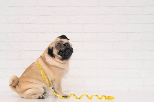 cute fat pug sits wrapped in a yellow measuring tape near a white brick wall