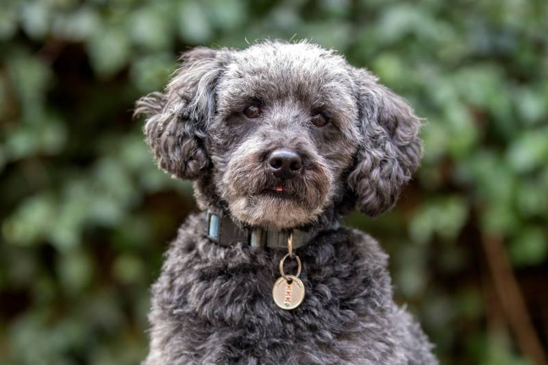 cute grey schnoodle dog in autumn park