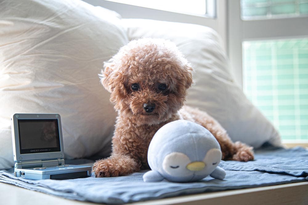 cute poodle beside game boy advance SP