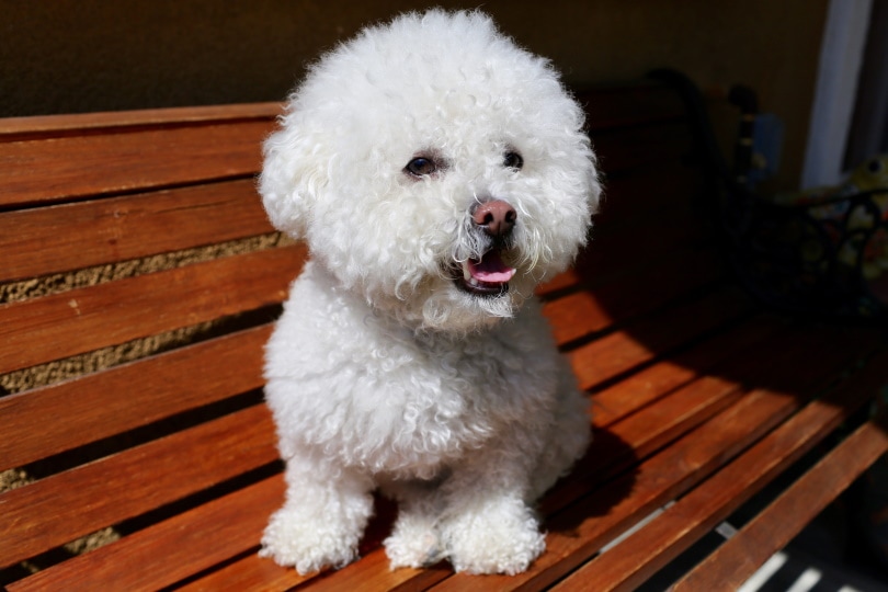 cute poodle sitting