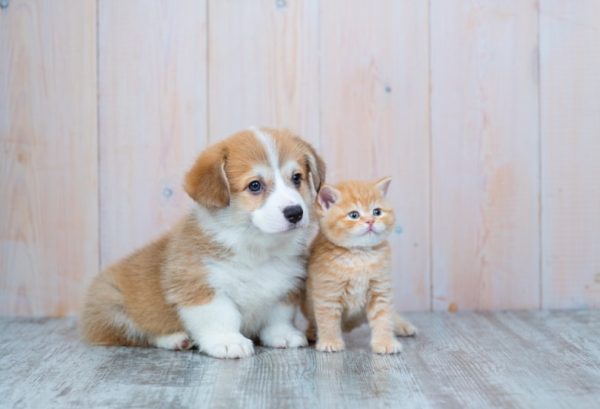 cute puppy and kitten together